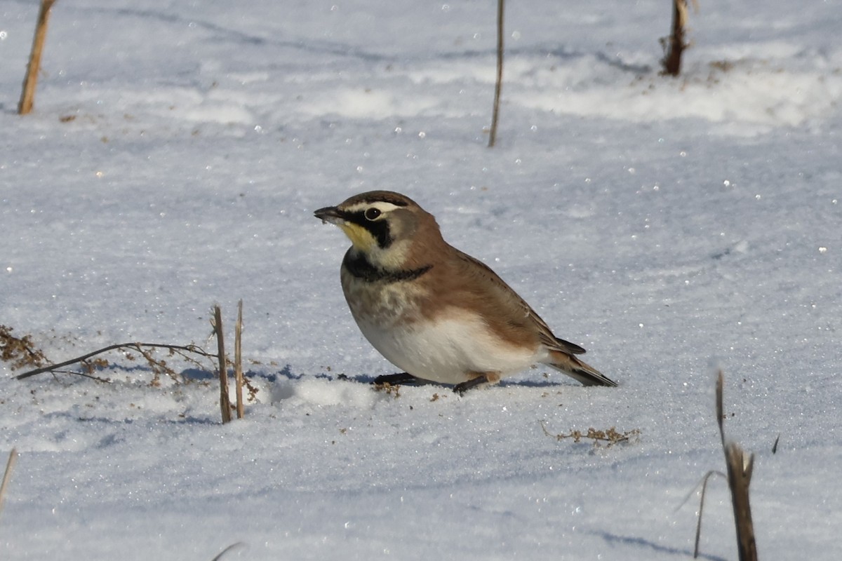 Kulaklı Toygar - ML646531241