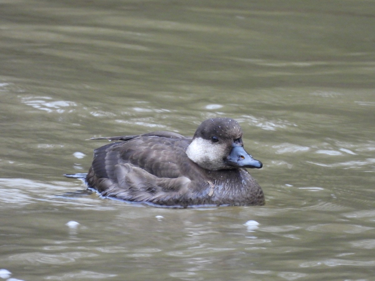 Pazifiktrauerente - ML646531242