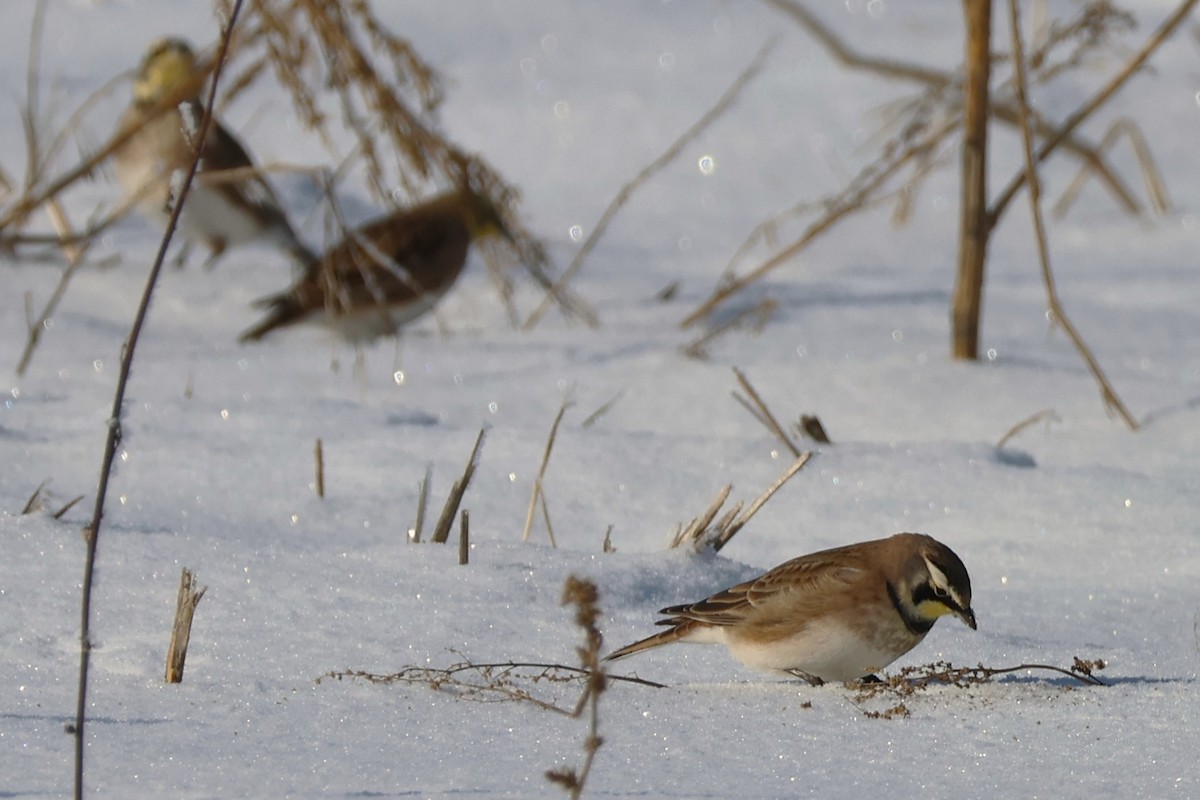 Kulaklı Toygar - ML646531244