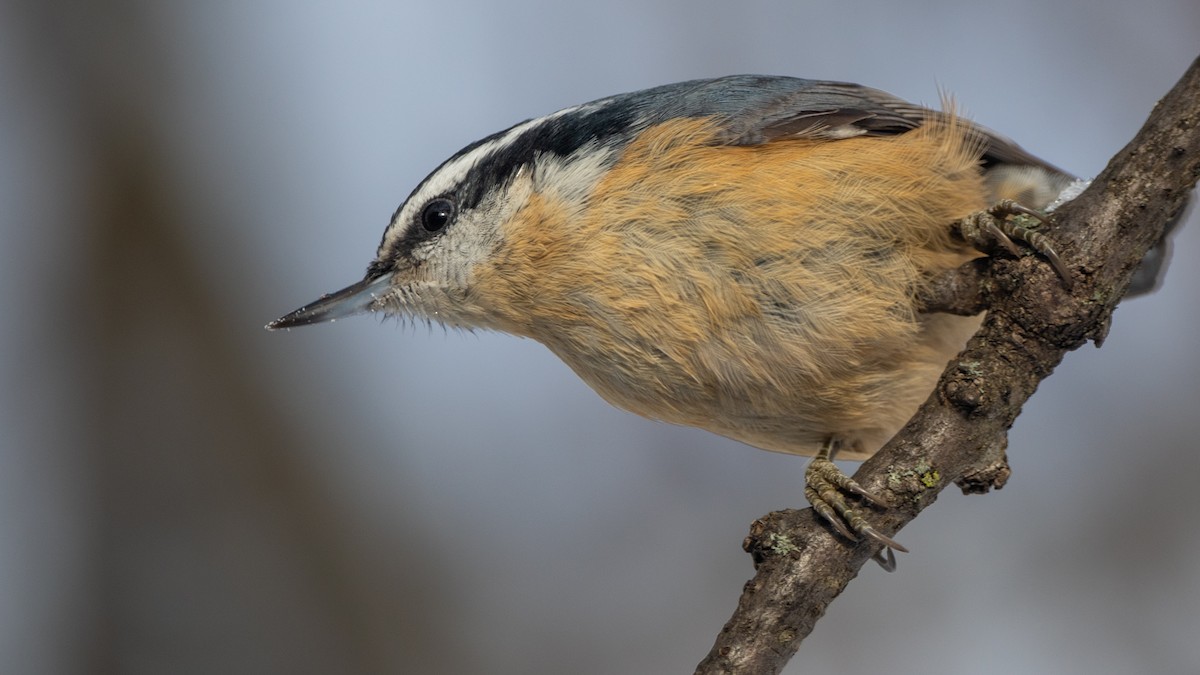 Red-breasted Nuthatch - ML646531245
