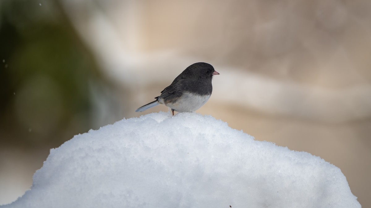 Dark-eyed Junco - ML646531246
