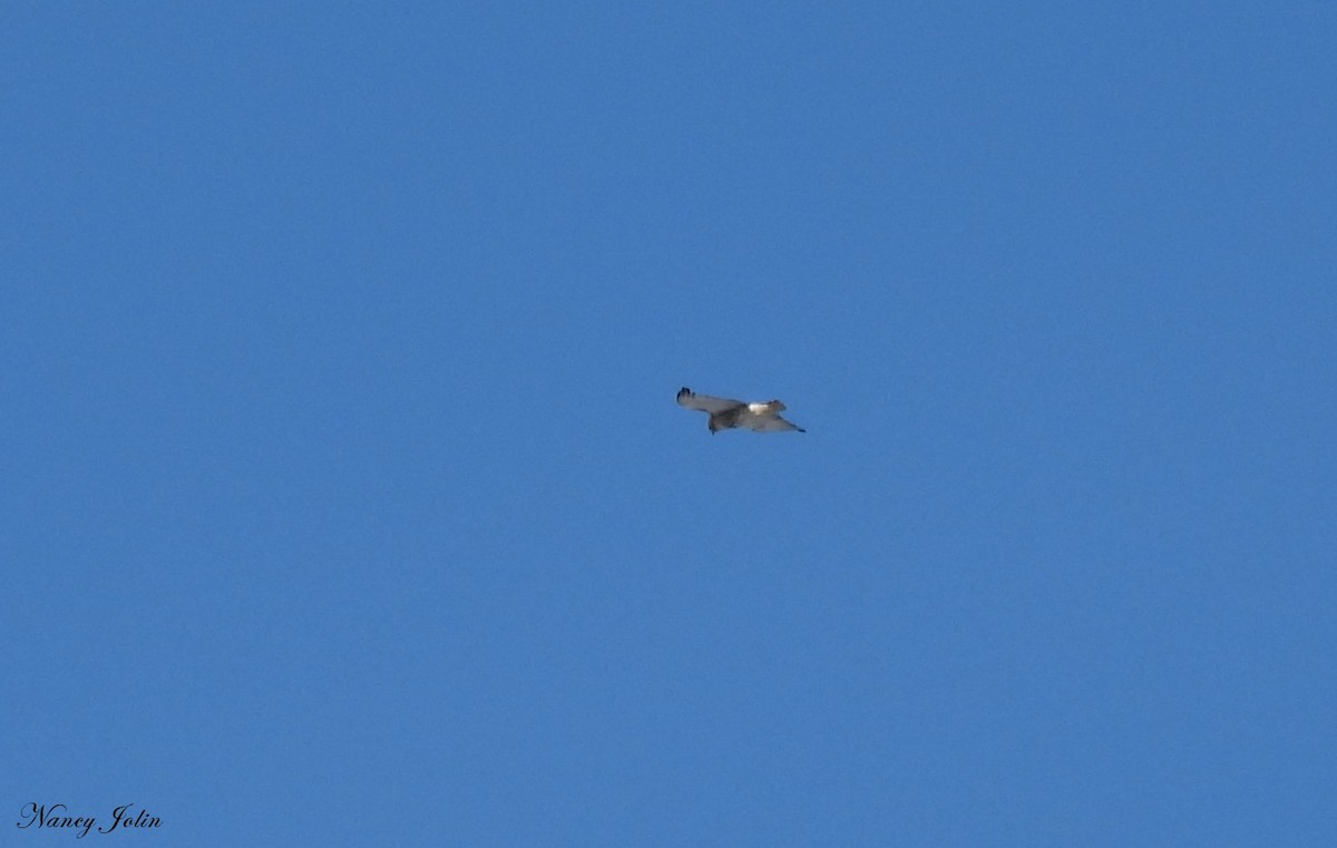 Buse à queue rousse - ML646531247