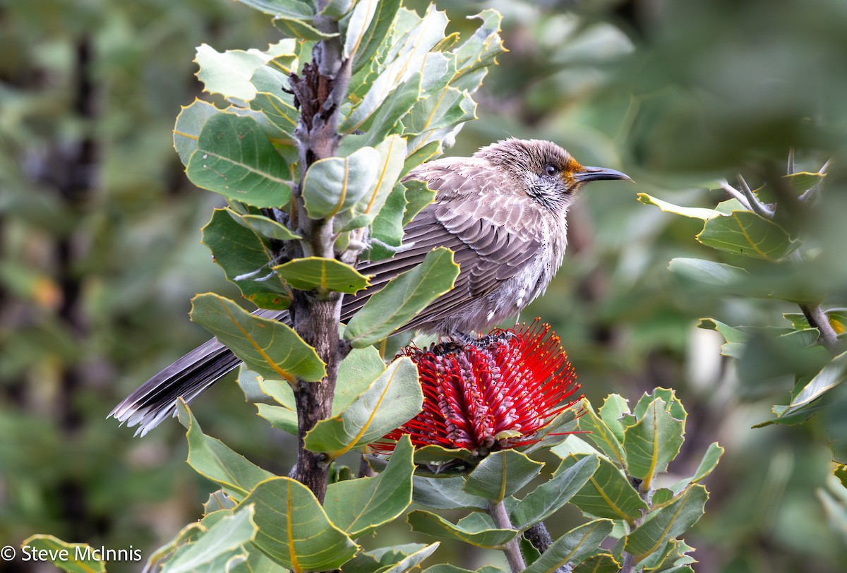 Mielero Lunulado - ML646531251