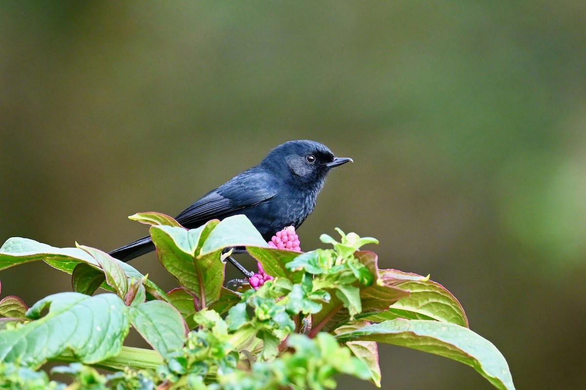 Black Flowerpiercer - ML646531254