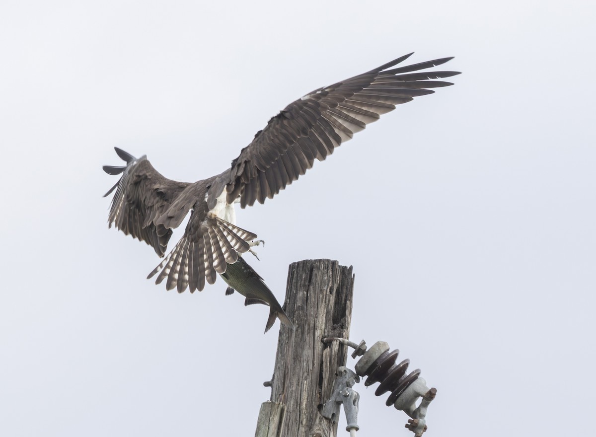 魚鷹 - ML646531255