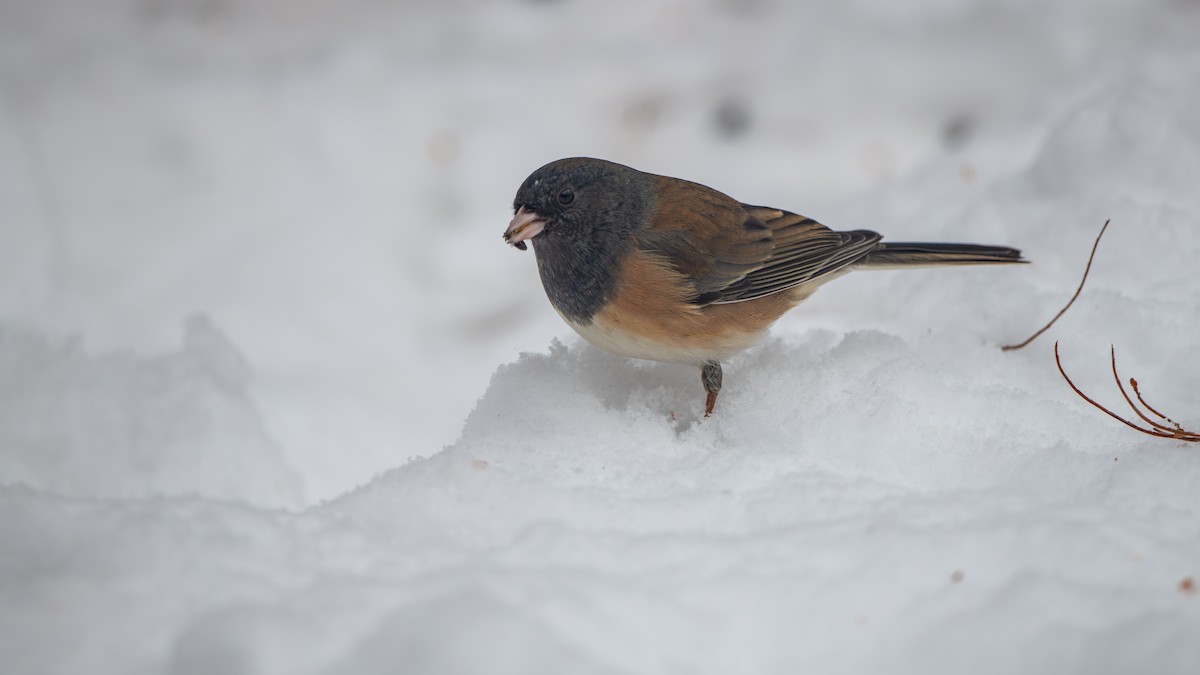 Dark-eyed Junco (Oregon) - ML646531257
