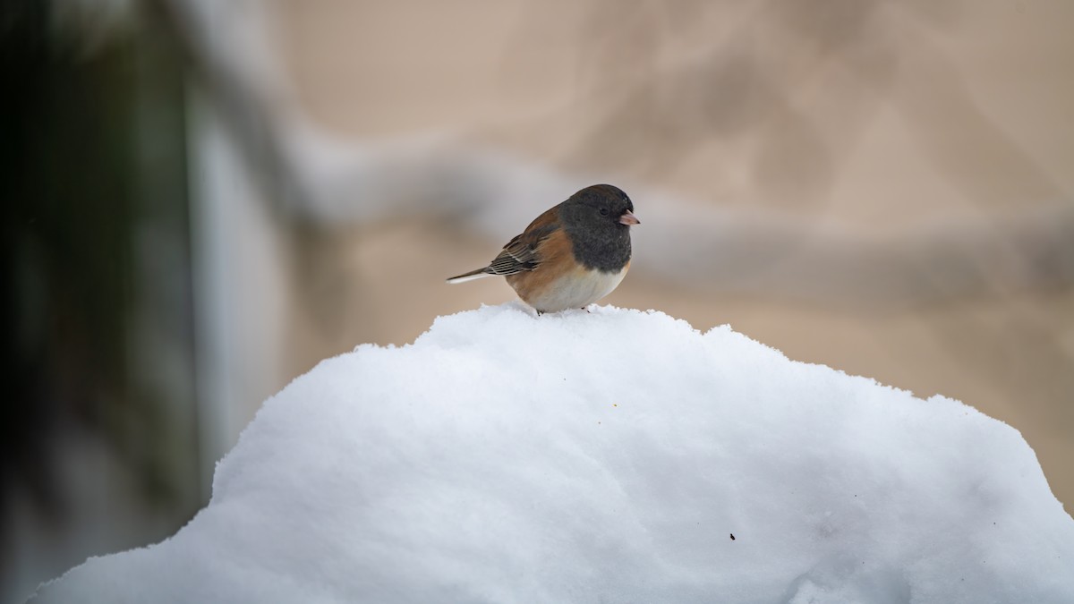Dark-eyed Junco (Oregon) - ML646531258