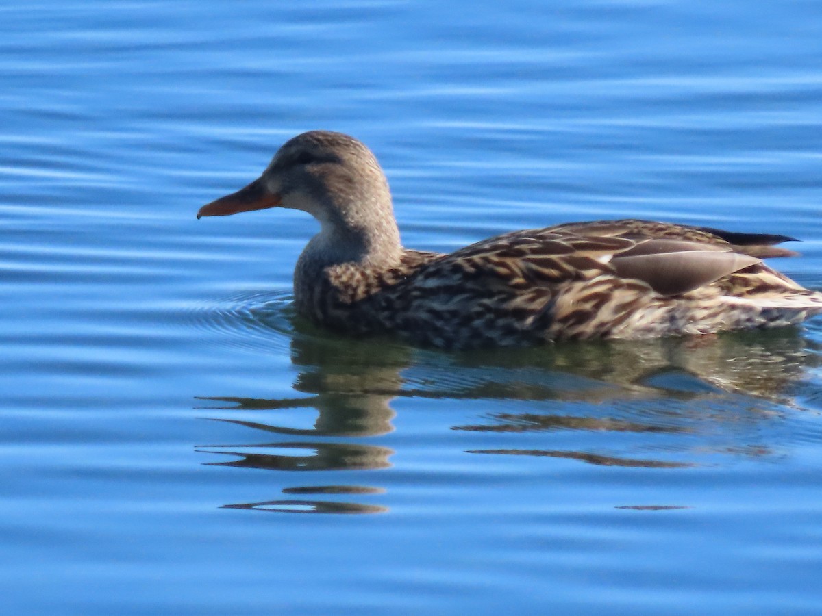 Кряква - ML646531259