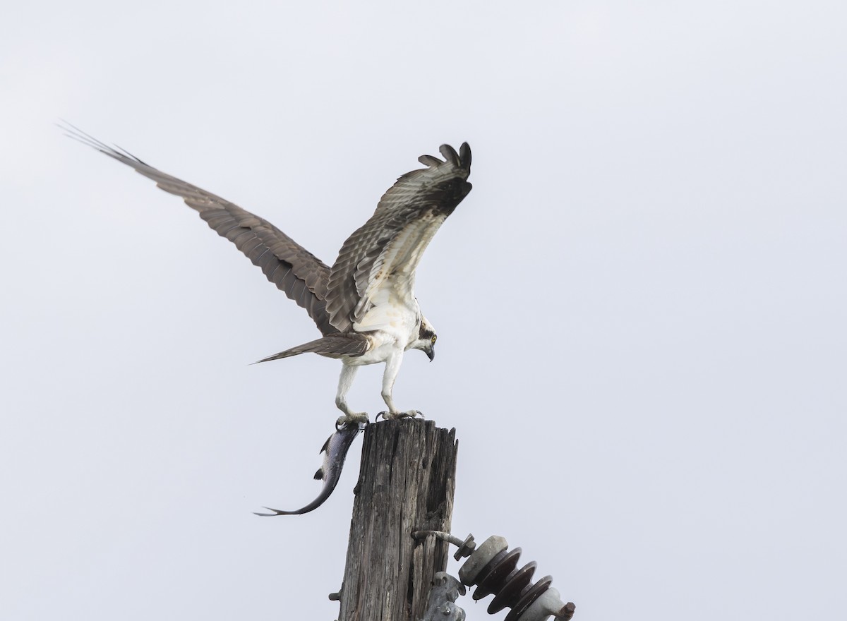 魚鷹 - ML646531260