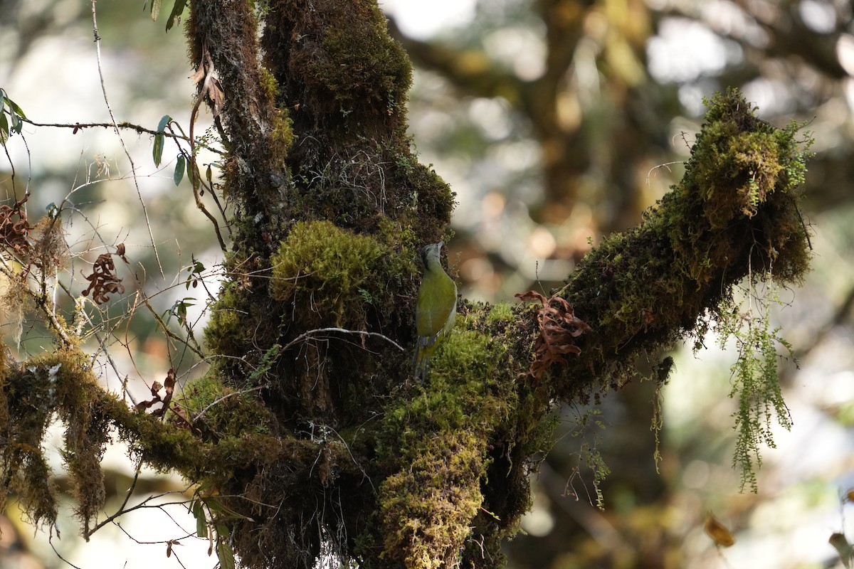 gråspett - ML646531261