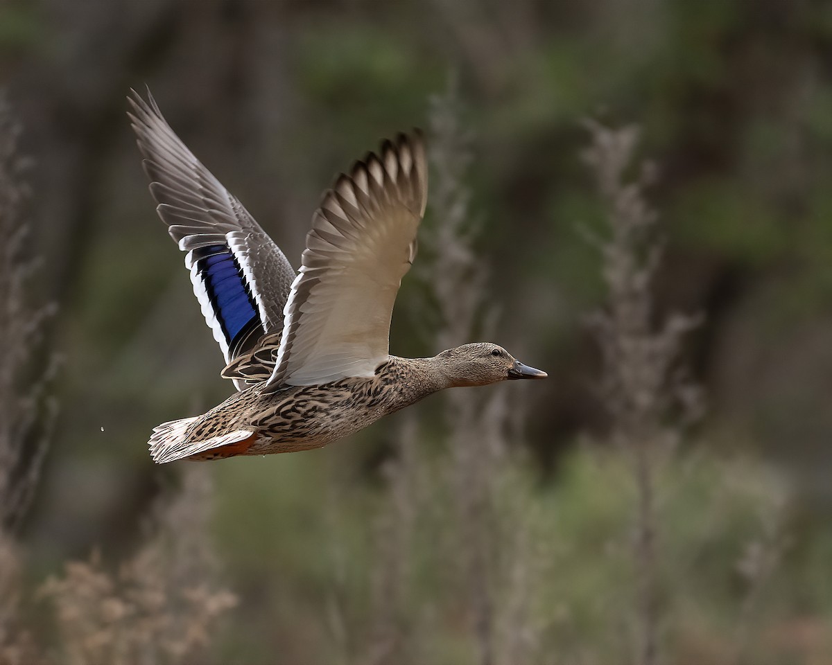 Mallard - ML646531263