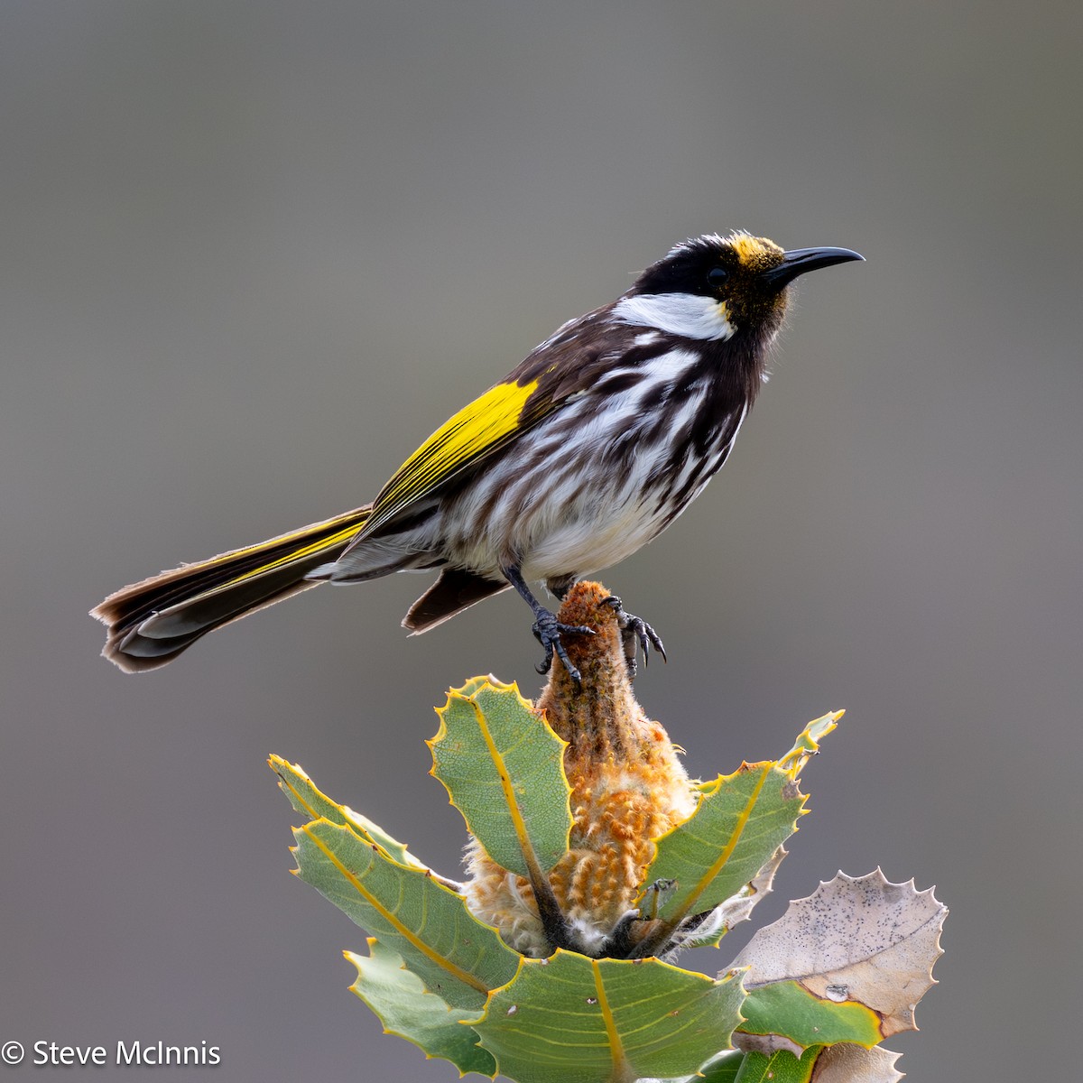 Mielero Cariblanco - ML646531265