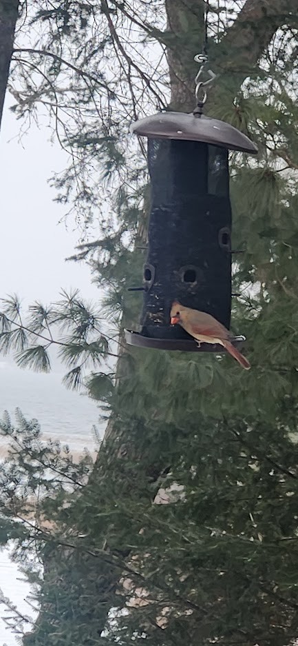 Northern Cardinal - ML646531266