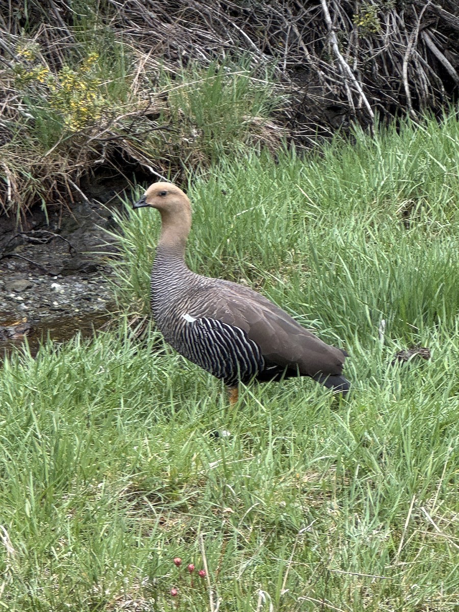 Macellan Kazı - ML646531267