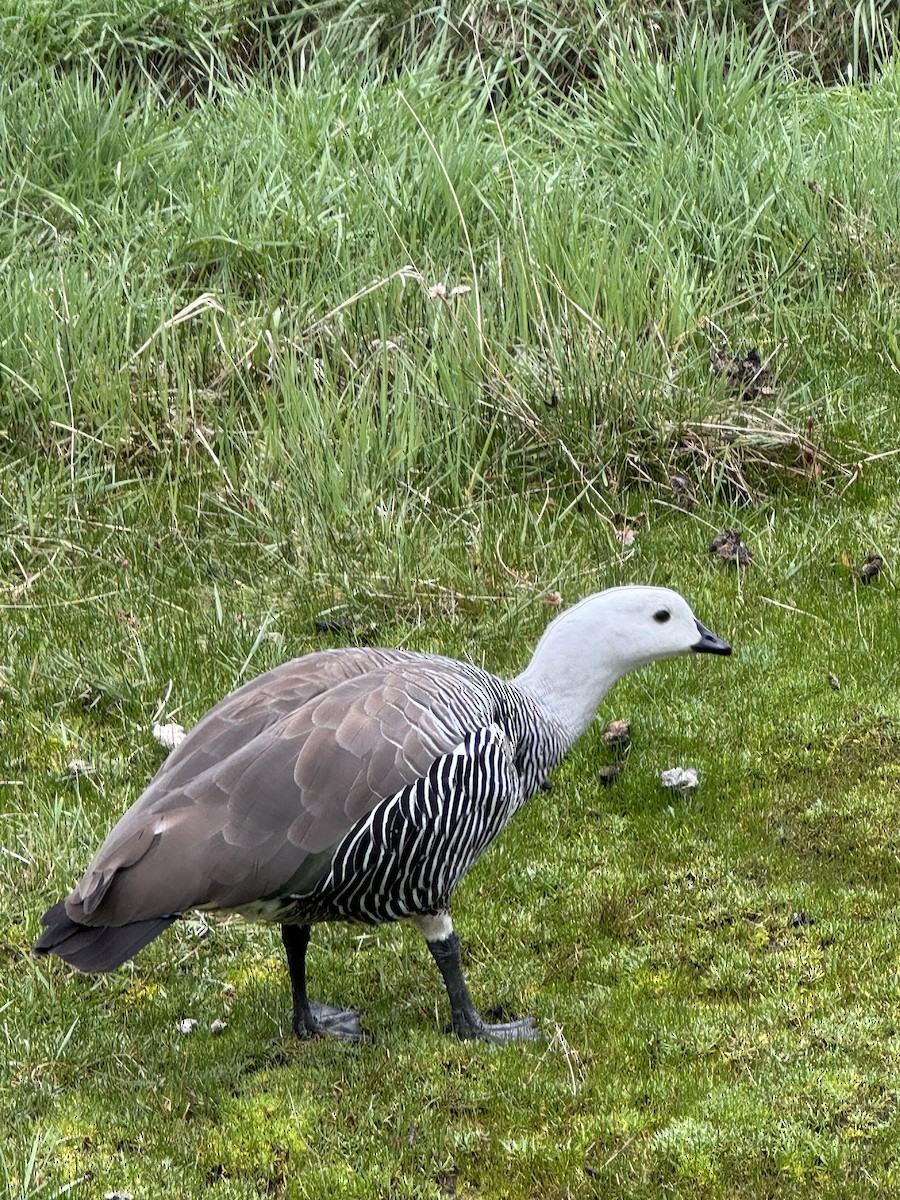 Macellan Kazı - ML646531269