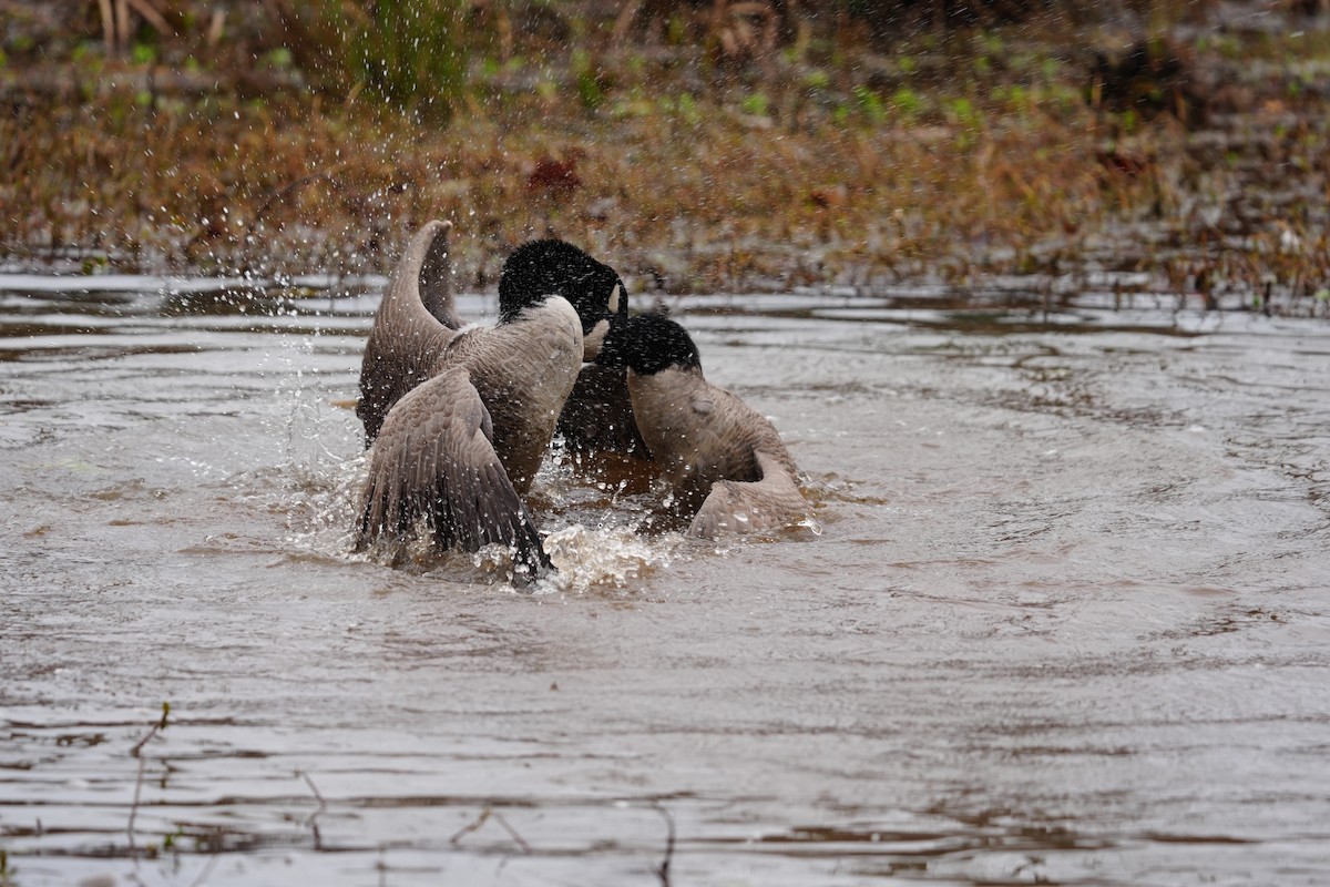 Canada Goose - ML646531270