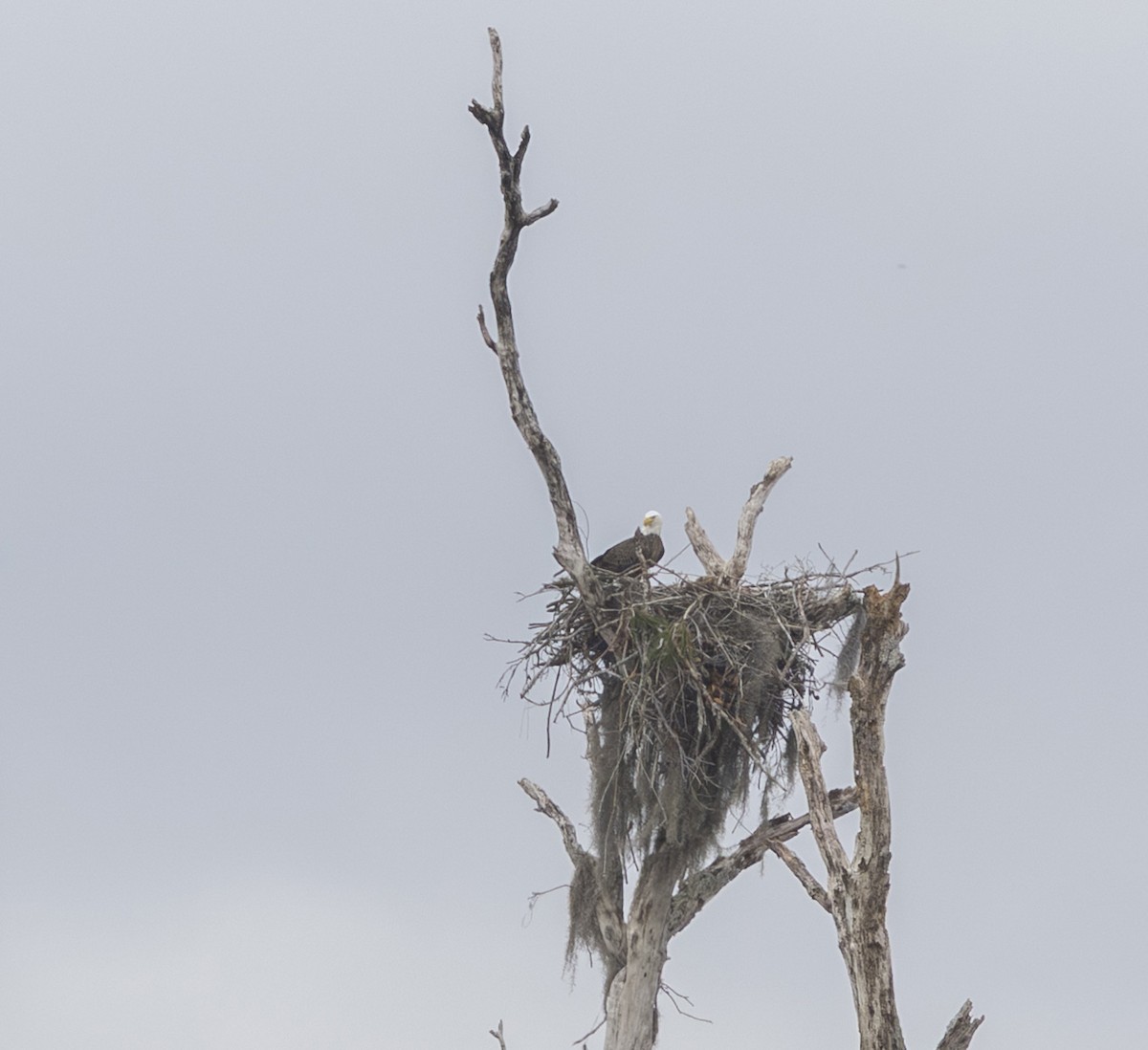 Bald Eagle - ML646531272