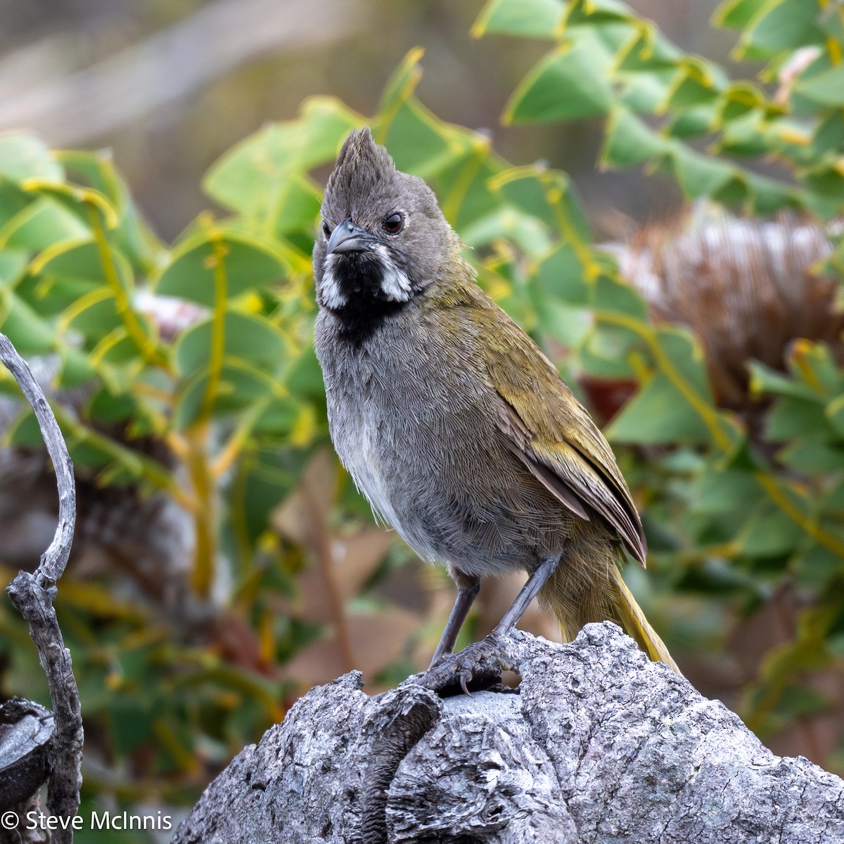 Zordala Crestada Occidental - ML646531275
