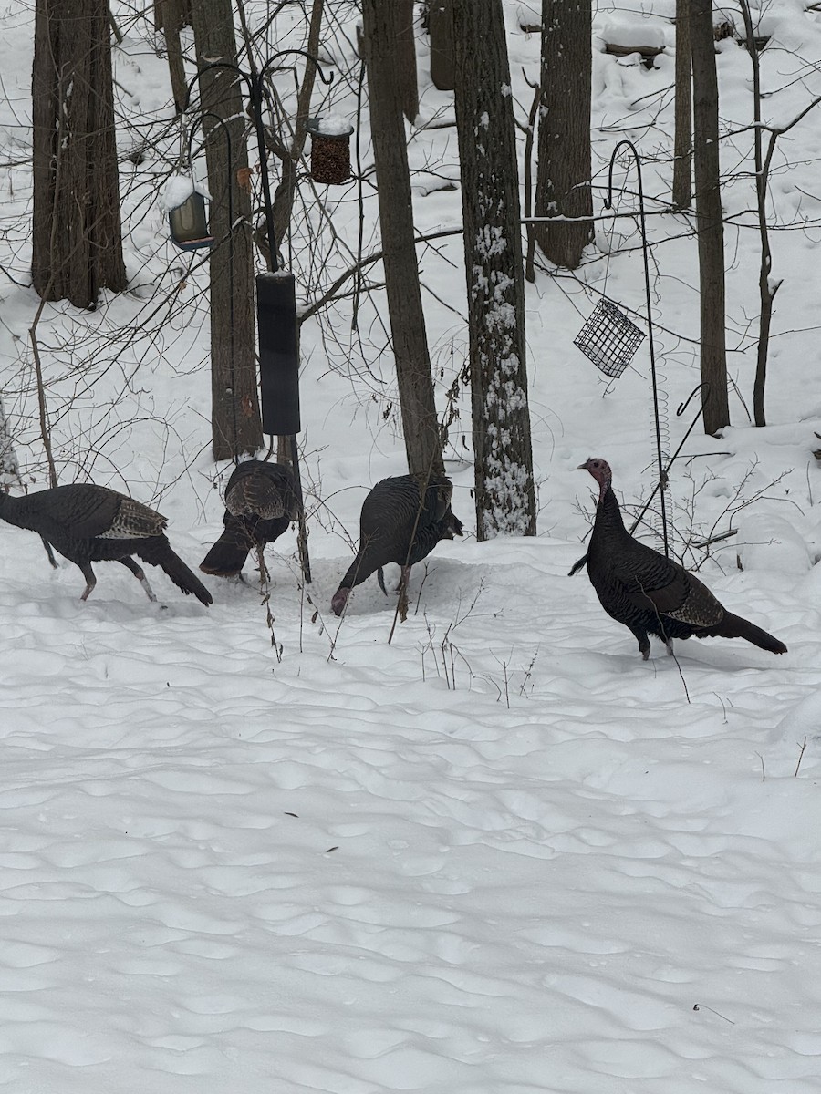 krocan divoký - ML646531276