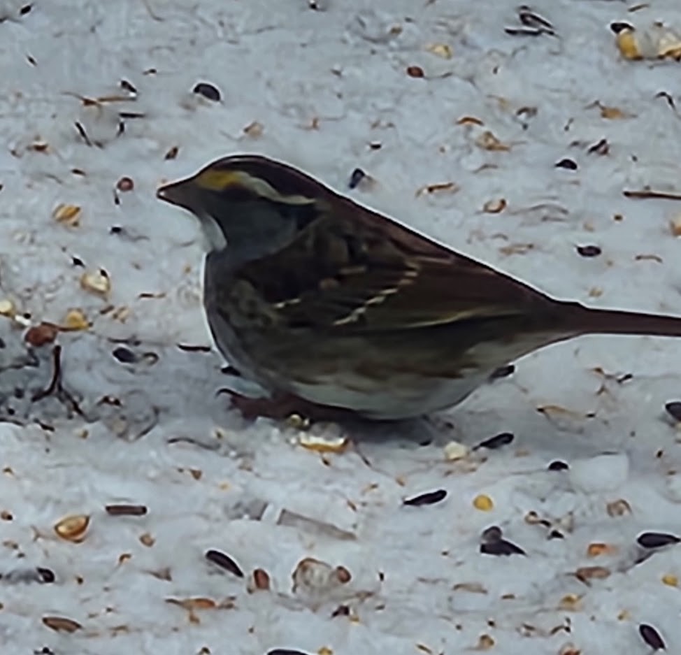 White-throated Sparrow - ML646531277