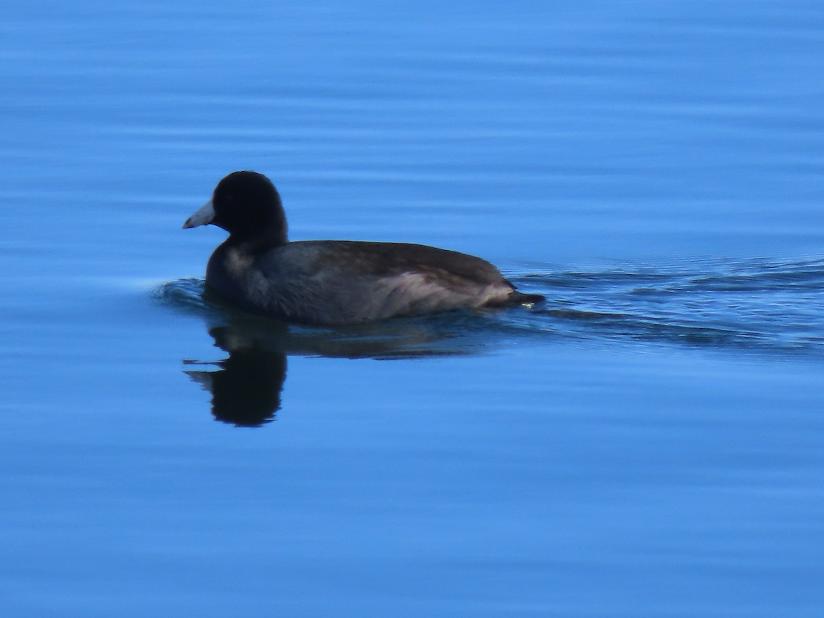 Американская лысуха (Red-shielded) - ML646531278