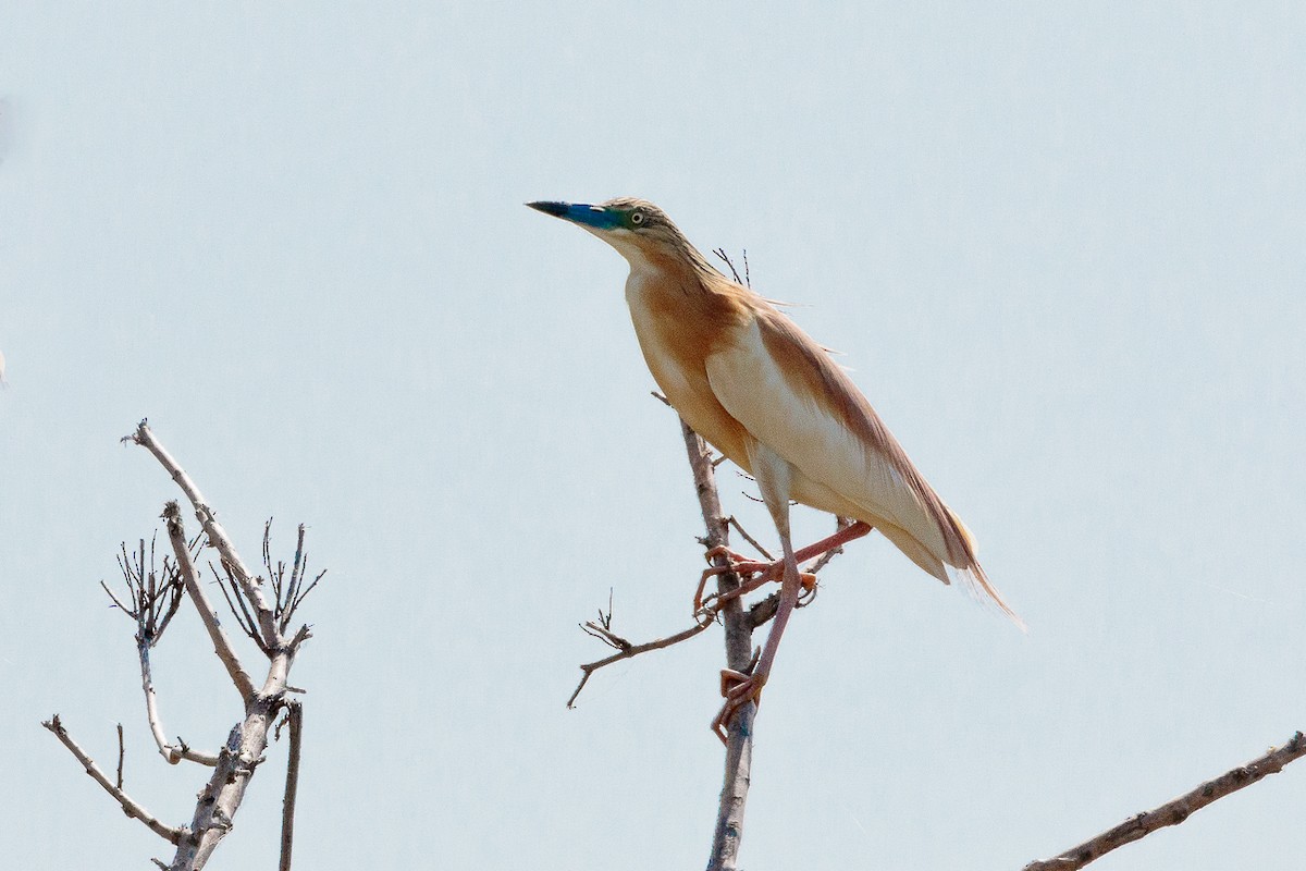 Жёлтая цапля - ML646531282