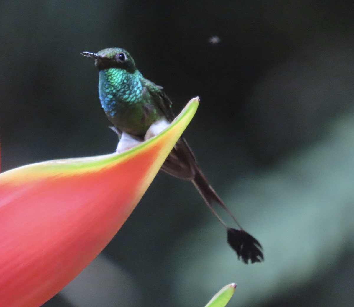 papučka vlajková - ML646531283