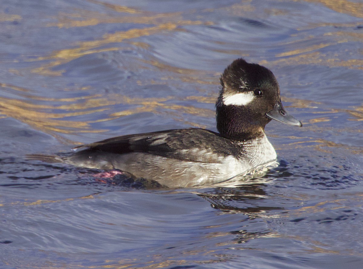 Bufflehead - ML646531284