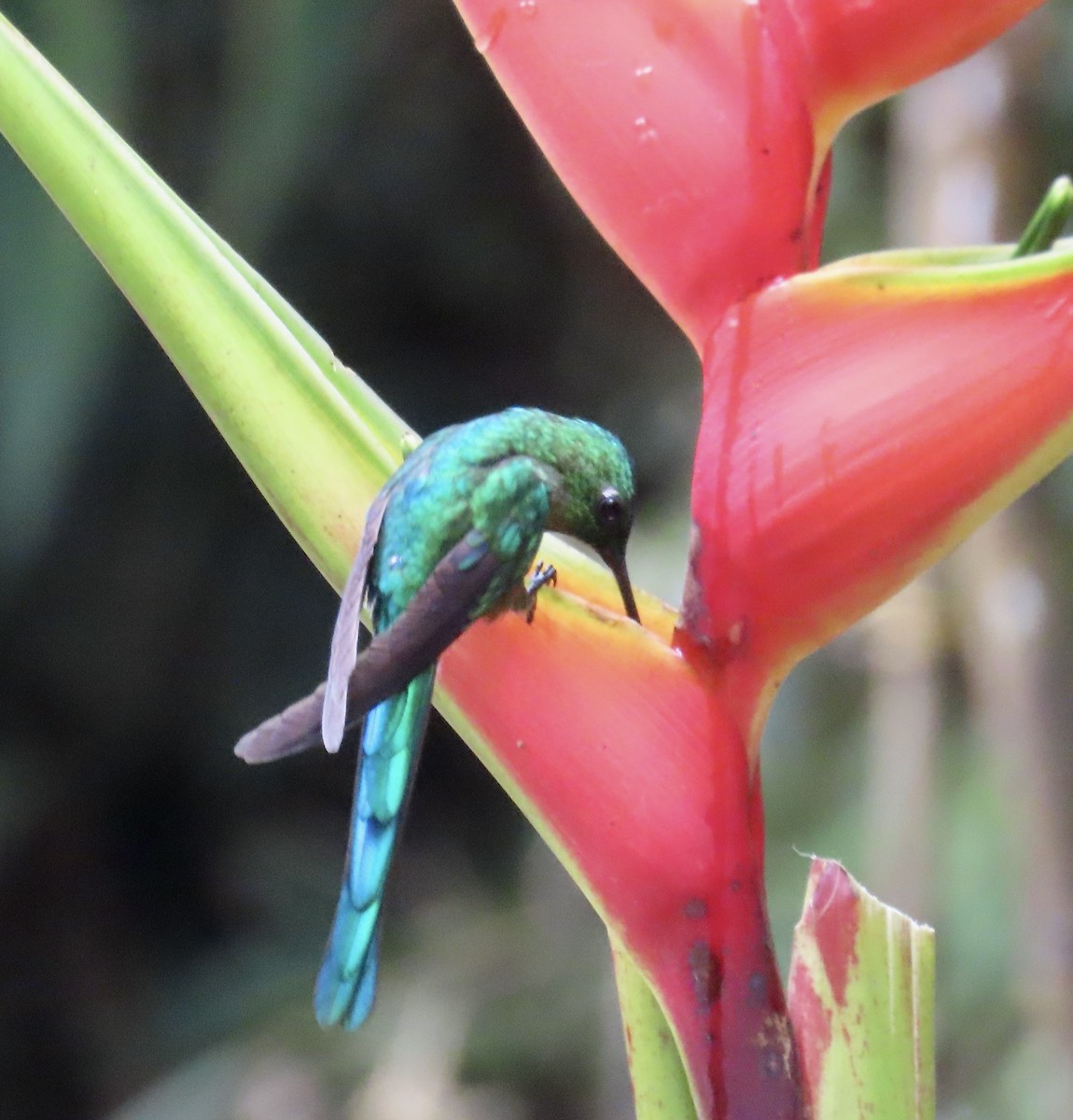 sylfa dlouhoocasá - ML646531285