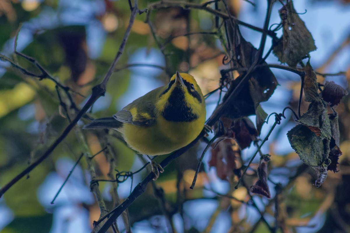 Golden-winged x Blue-winged Warbler (hybrid) - ML646531287