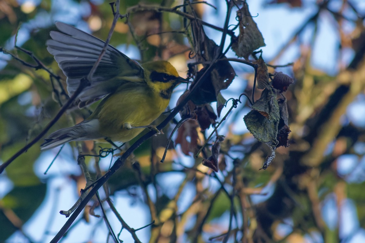 Golden-winged x Blue-winged Warbler (hybrid) - ML646531288