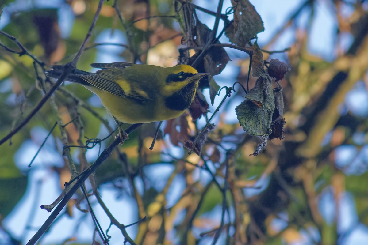 Golden-winged x Blue-winged Warbler (hybrid) - ML646531289