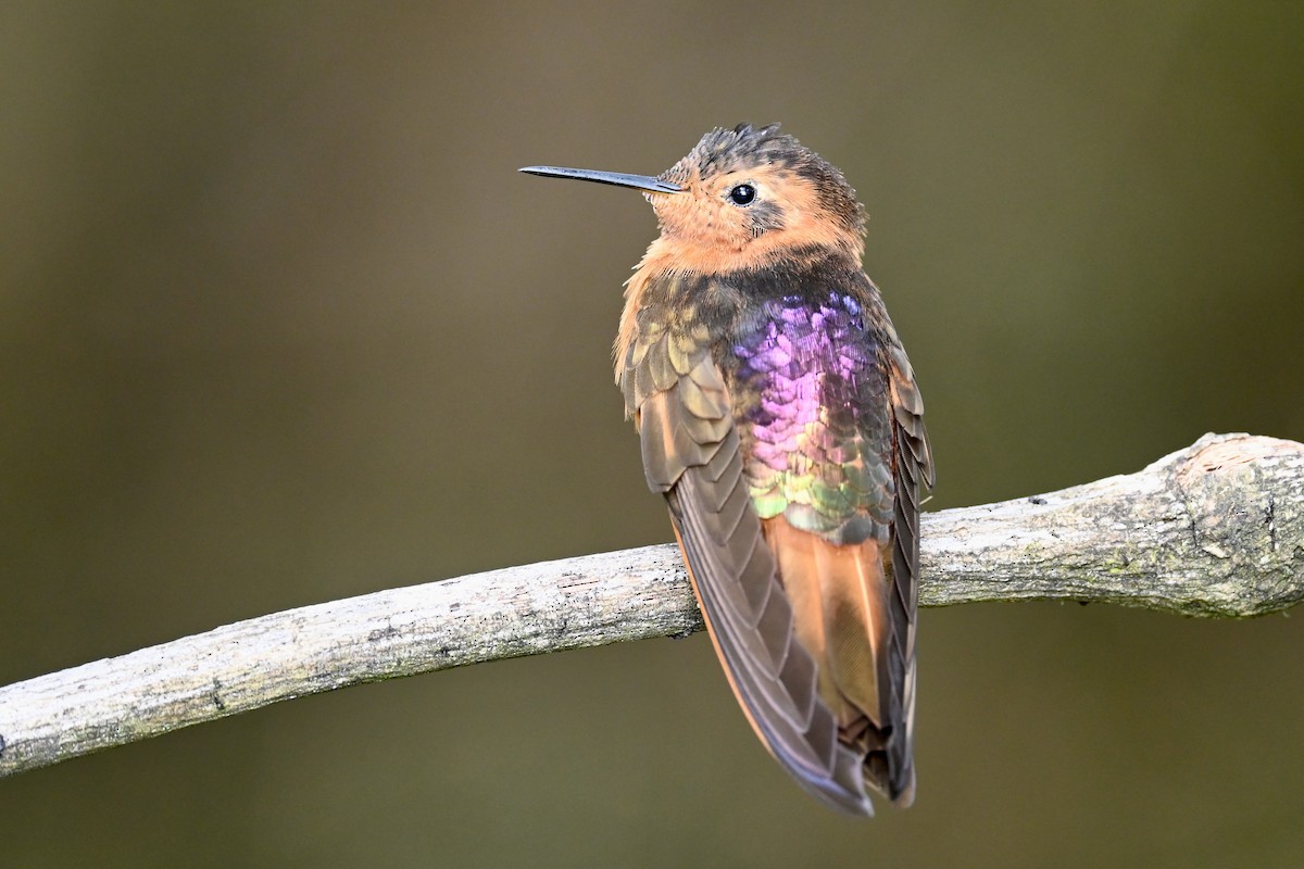 Shining Sunbeam - ML646531290