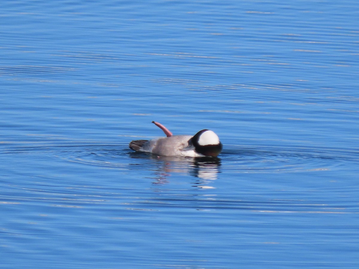 Гоголь-головастик - ML646531292