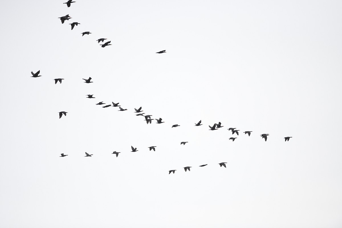 Cormorán Grande - ML646531295