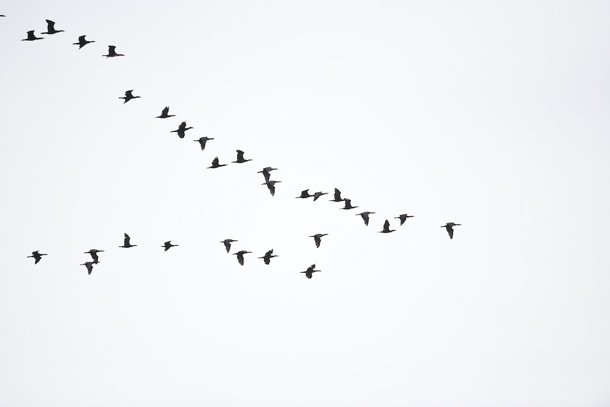 Cormorán Grande - ML646531297