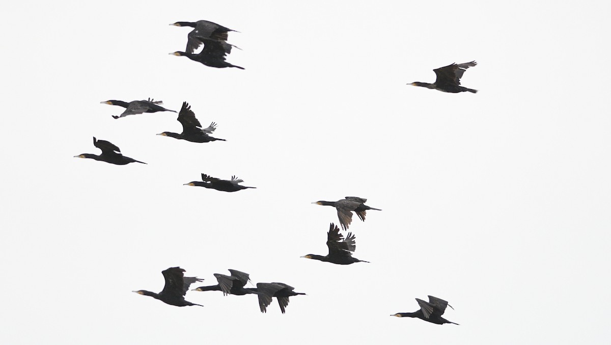 Cormorán Grande - ML646531298