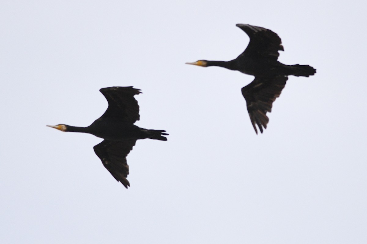 Cormorán Grande - ML646531299