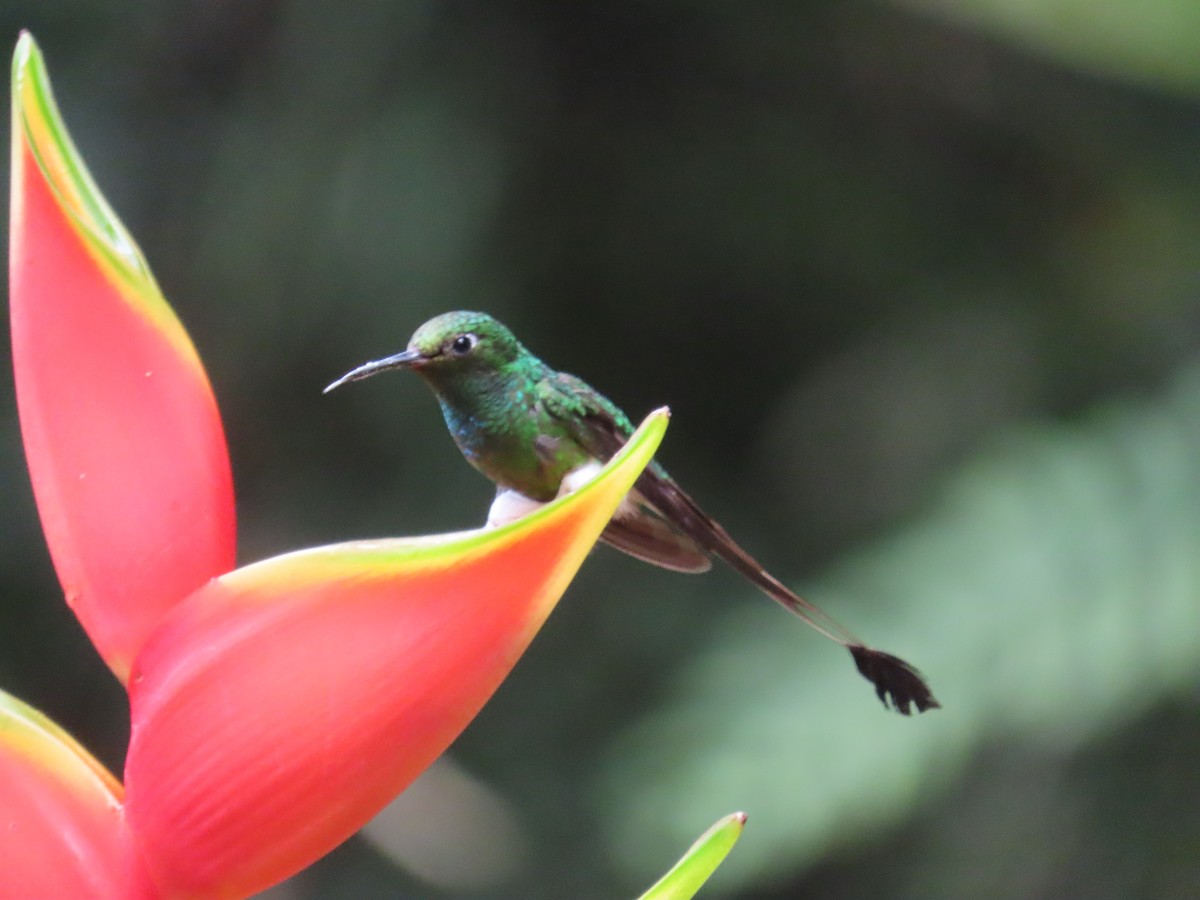 papučka vlajková - ML646531300