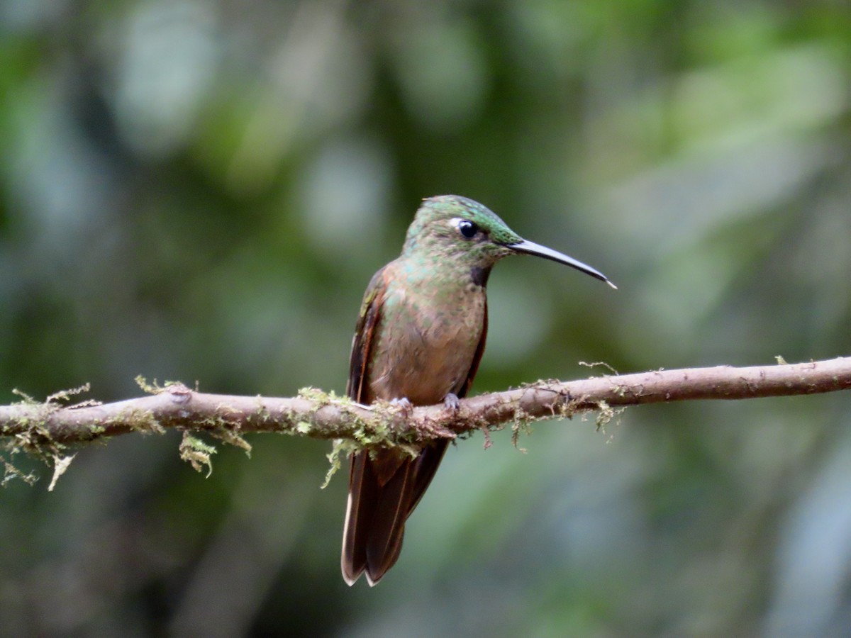 Brillante Pechigamuza - ML646531307