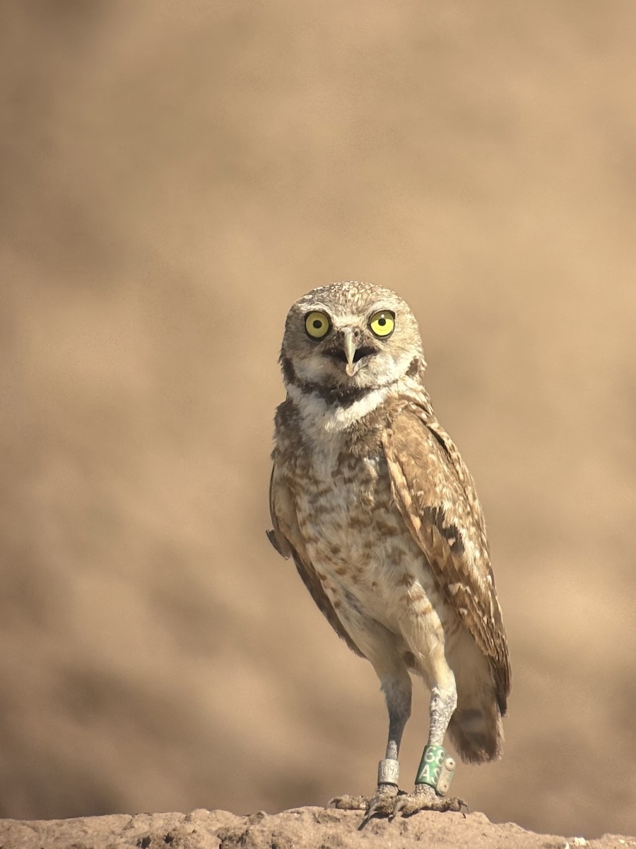 Сич американський - ML646531310