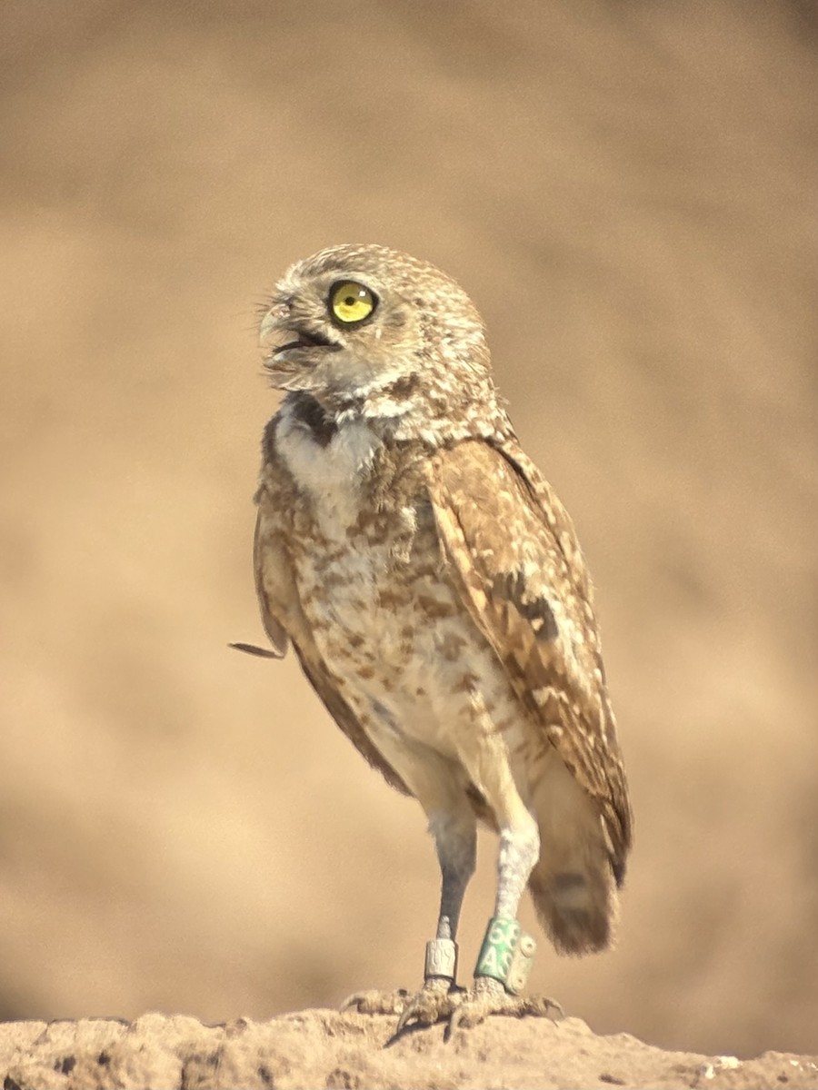 Сич американський - ML646531311