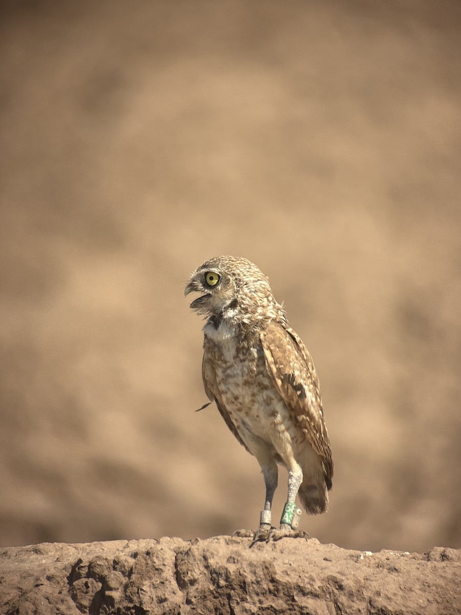 Сич американський - ML646531312