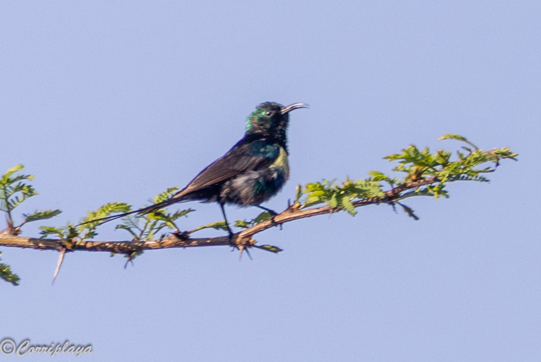 Beautiful Sunbird - ML646531313