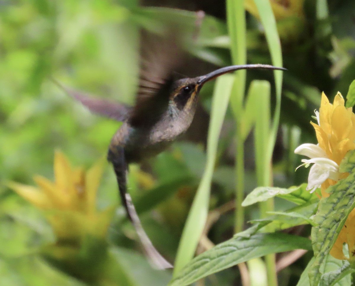 kolibřík šedobřichý - ML646531315