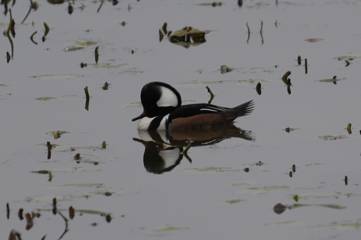 Hooded Merganser - ML646531317