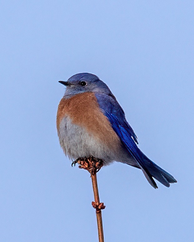 Batılı Mavi Ardıç - ML646531318