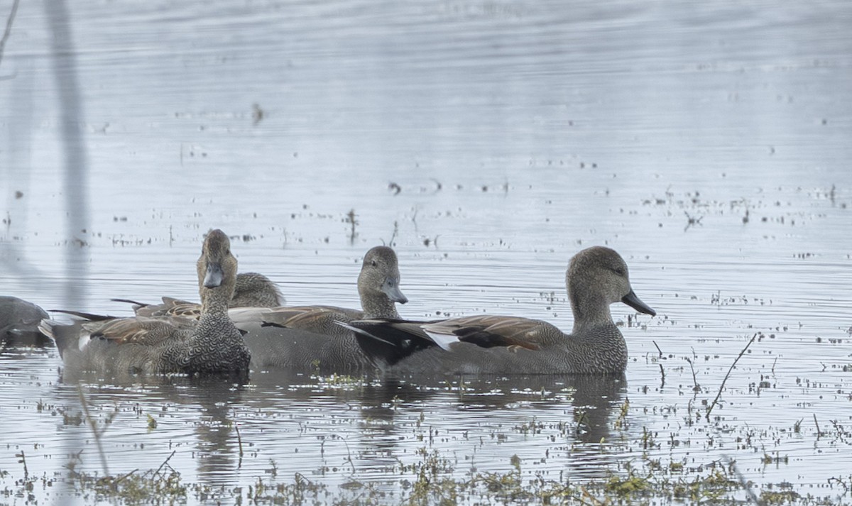 赤膀鴨 - ML646531323