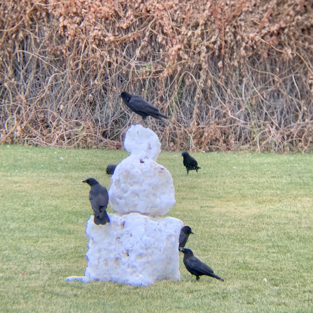 American Crow - ML646531324