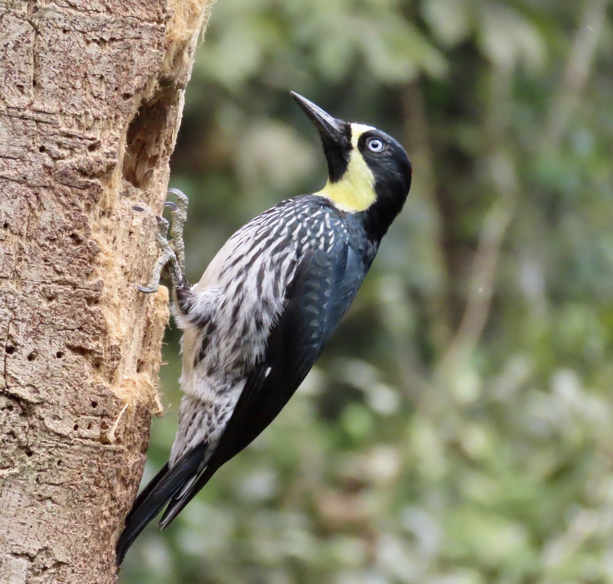 Acorn Woodpecker - ML646531326